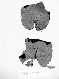 Botrytis viticola image